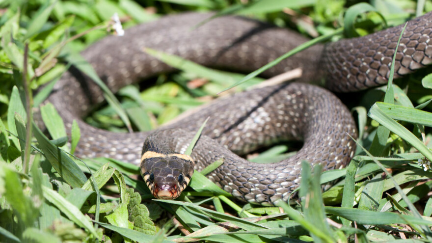 Prijedorski vatrogasci svakodnevno hvataju zmije, nije sigurno jesu li otrovne