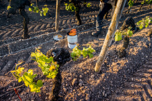 Proljetni mrazevi uništavaju vinovu lozu - ovako ćete je sačuvati i zaštititi
