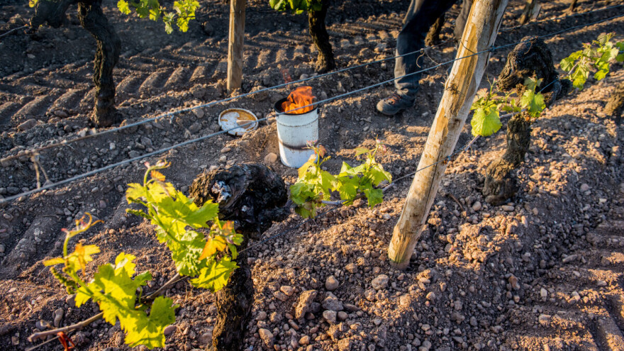 Proljetni mrazevi uništavaju vinovu lozu - ovako ćete je sačuvati i zaštititi