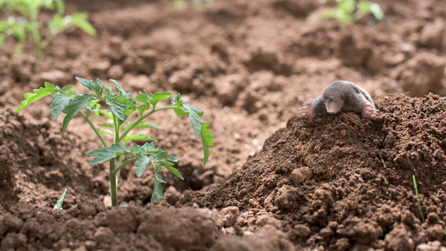 I krtice i bakterije su važni, živi organizmi tla