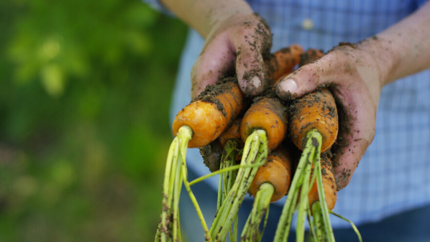 U 2020. godini poljoprivrednicima najveći iznos potpora do sada