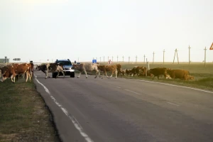Automobilom udarili u krave: Preminuo mladić (18) iz Livna