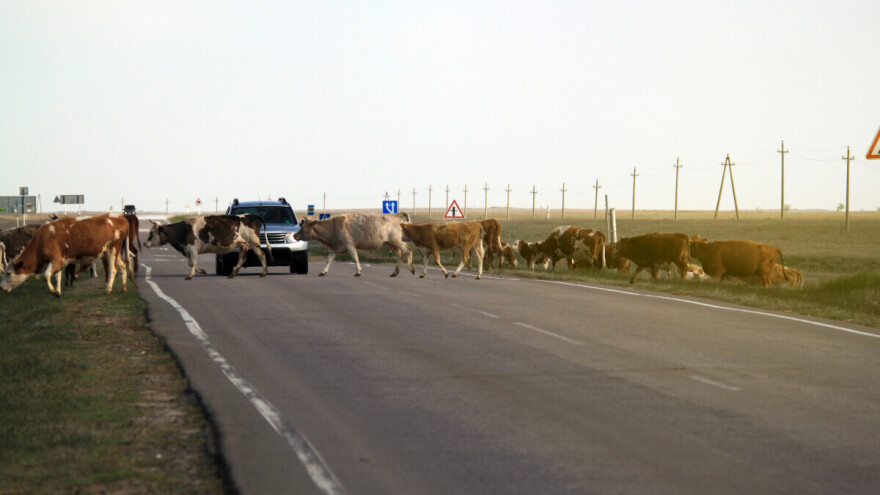 Automobilom udarili u krave: Preminuo mladić (18) iz Livna