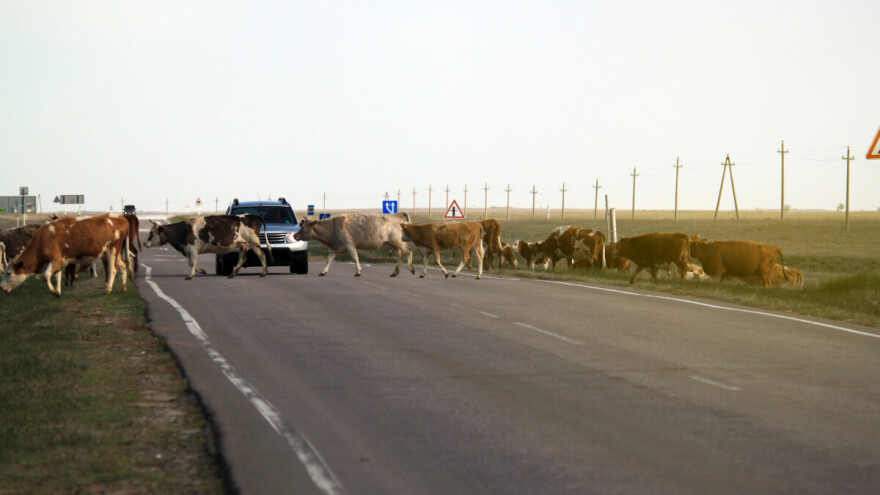 Automobilom udarili u krave na putu: Preminuo mladić (18) iz Livna