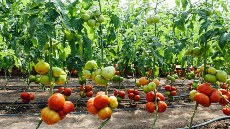 Gnojidba povrća: Folijarno sa specijalnim gnojivima, fertirigacijom kristalonima