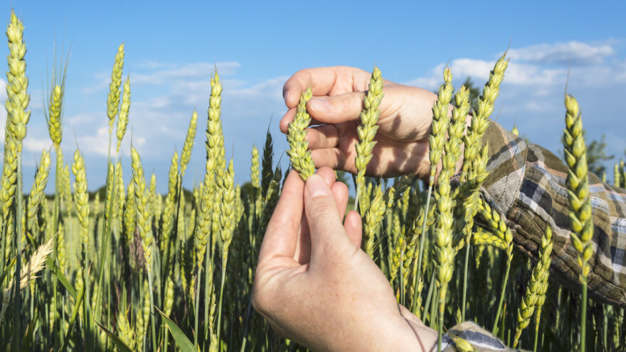 EU preispituje pravila za genetski modificirane usjeve