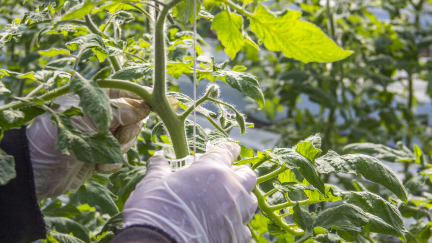 Pravilna njega rajčice - od vezivanja, preko dekapitacije do malčiranja