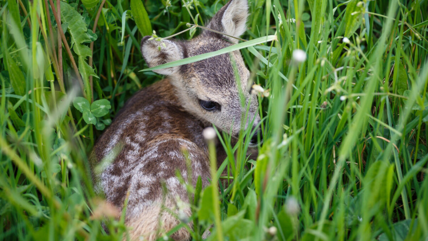 Prije košenja pregledajte teren, napravite buku i sačuvajte mladunce od teških ozljeda i smrti
