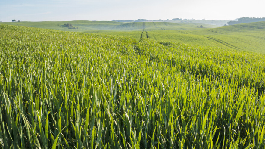 Vrijeme je za fungicidni tretman ječma: Kojim preparatima?