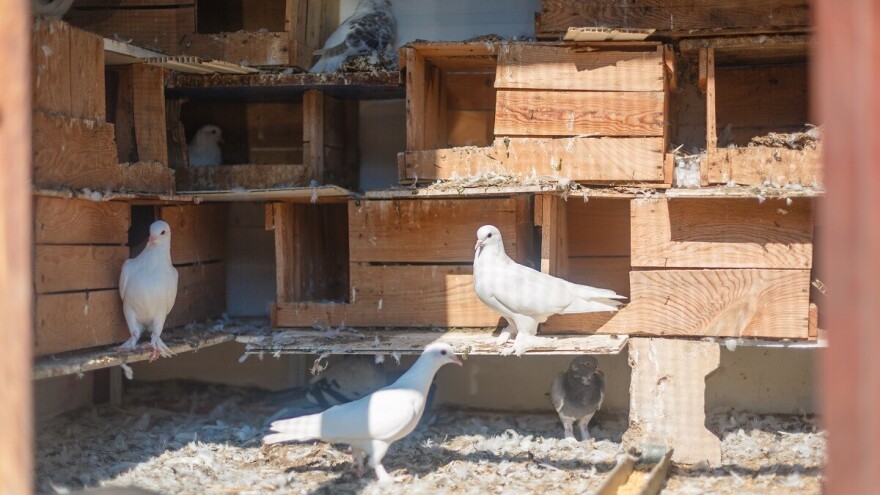 Najviše golubova pismonoša u svilajnačkom kraju uzgajaju Stepanovići