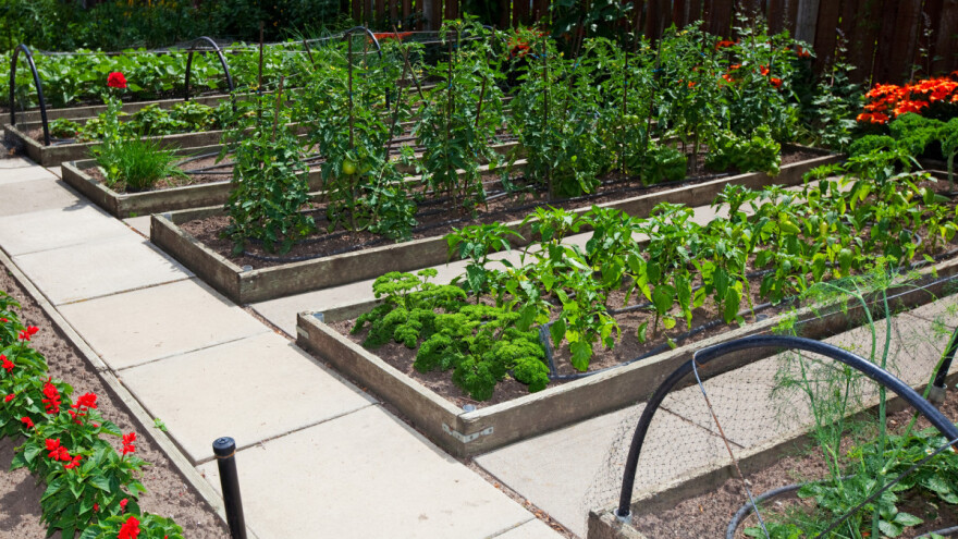 Visoke leje: Donose dva do tri puta veći prinos po metru kvadratnom