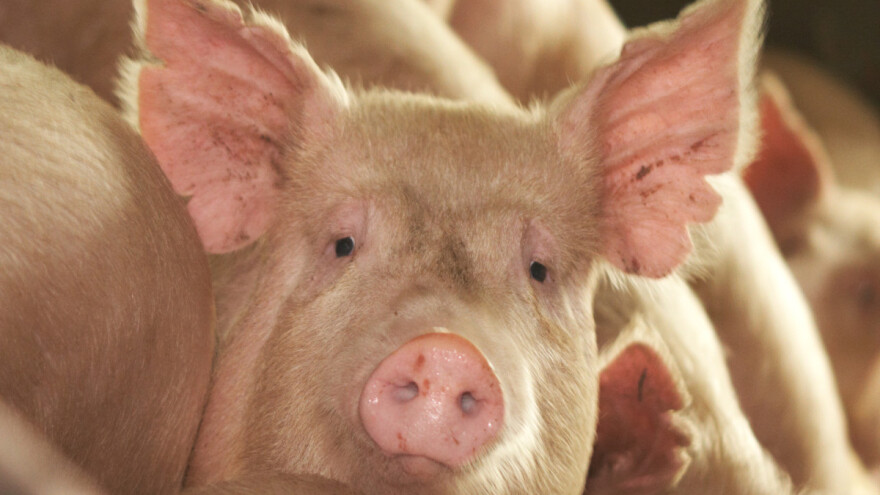 Najveća nam opasnost od Afričke svinjske kuge prijeti iz Rumunjske