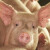 Objavljene cijene stoke na sajmovima i otkupnim mjestima - najviše poskupjele svinje?