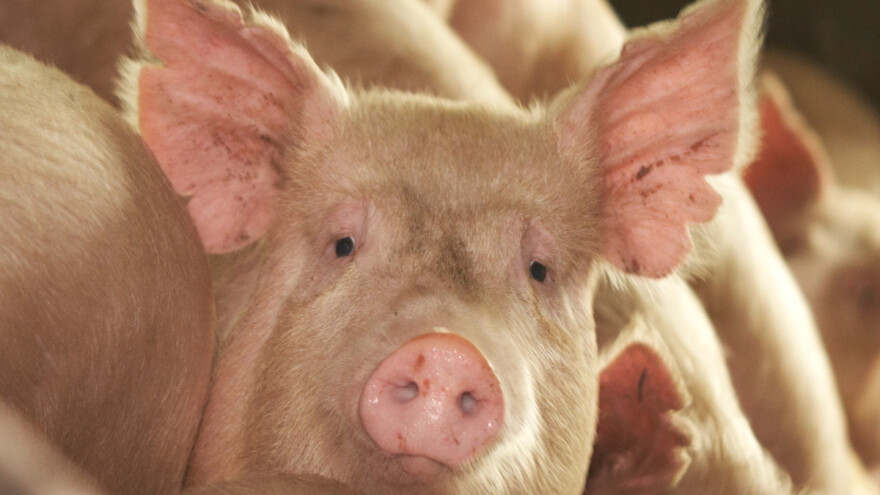 Objavljene cijene stoke na sajmovima i otkupnim mjestima - najviše poskupjele svinje?