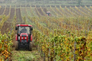 Kada i kako obaviti zagrtanje vinove loze?