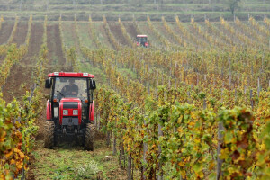 Kada i kako obaviti zagrtanje vinove loze?