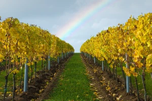Poslije berbe u vinogradu slijede đubrenje, obrada tla i zagrtanje čokota