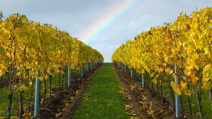 Poslije berbe u vinogradu slijede đubrenje, obrada tla i zagrtanje čokota