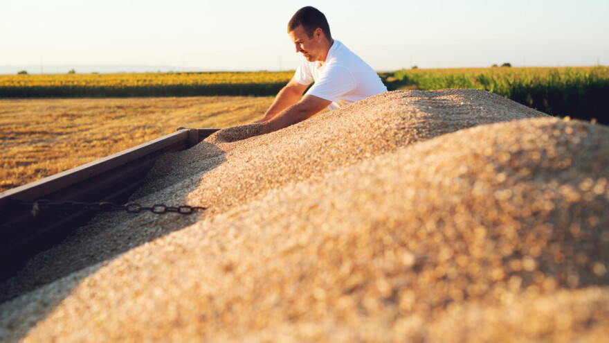 Prinosi pšenice neujednačeni - kvalitet dobar, početna cena oko 17 dinara