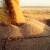 Rusija i Argentina uvele ograničenja za izvoz pšenice i kukuruza - čega se boje?