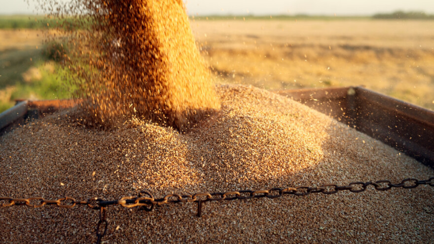 Rusija i Argentina uvele ograničenja za izvoz pšenice i kukuruza - čega se boje?
