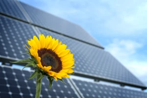 U planu gradnja solarne elektrane u Požarevcu?