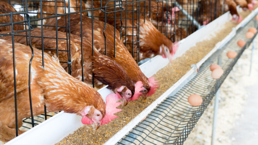 Ptičja gripa: Evropska komisija odobrila posebnu pomoć talijanskim peradarima