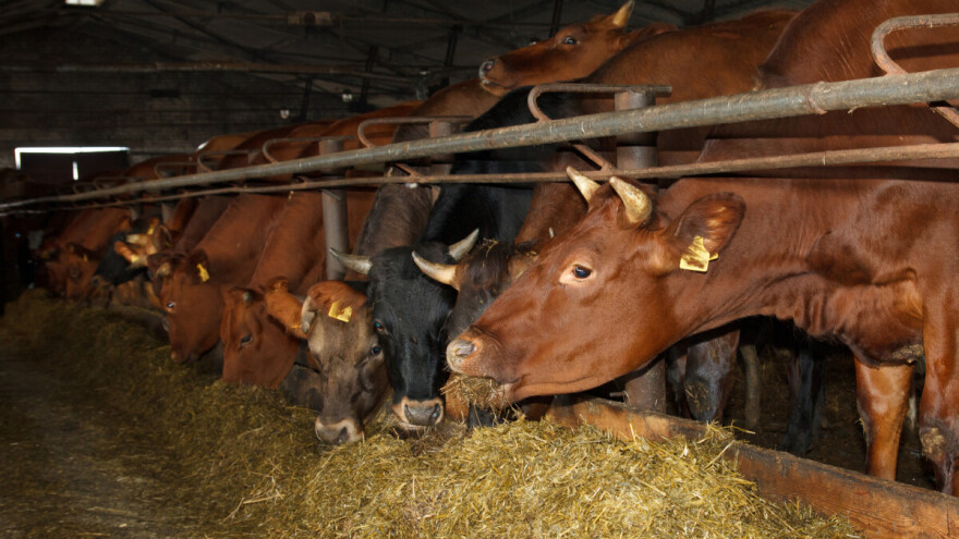 Šta stručnjaci preporučuju u proizvodnji kabaste stočne hrane?