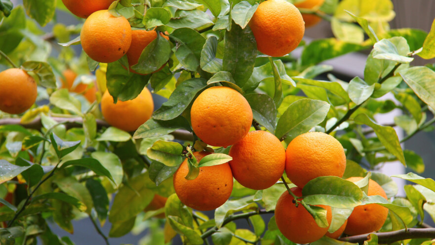 Proizvođači agruma upozoravaju na pojavu nove karantinske štetočine