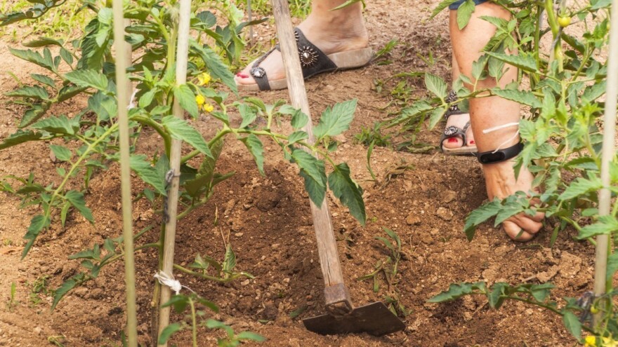 Iako su rajčica i krastavac loši susjedi, u plasteniku mogu zajedno, ali uz provjetravanje