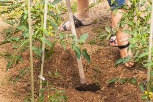 Plastenik: Između paradajza i patlidžana posadite papriku i pazite na zalivanje
