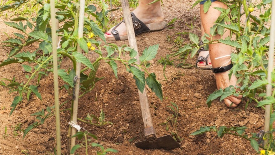 Odjednom svi seju i sade? Baštovanstvo se silom prilika vratilo u modu