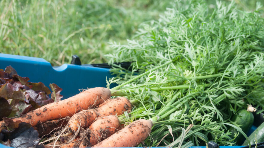 Sjetva mrkve: Na što treba obratiti pažnju?