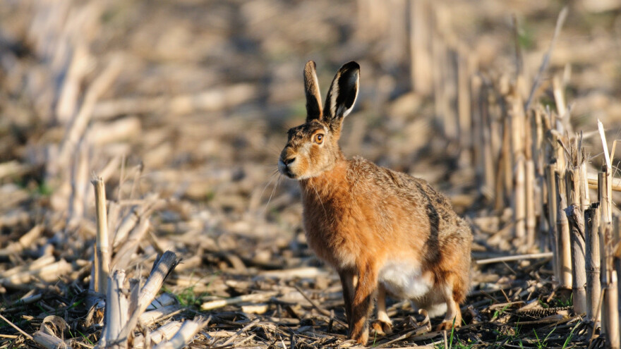 U zaštiti od zečeva pomaže i užegla svinjska mast? Kako zaštititi usjeve?