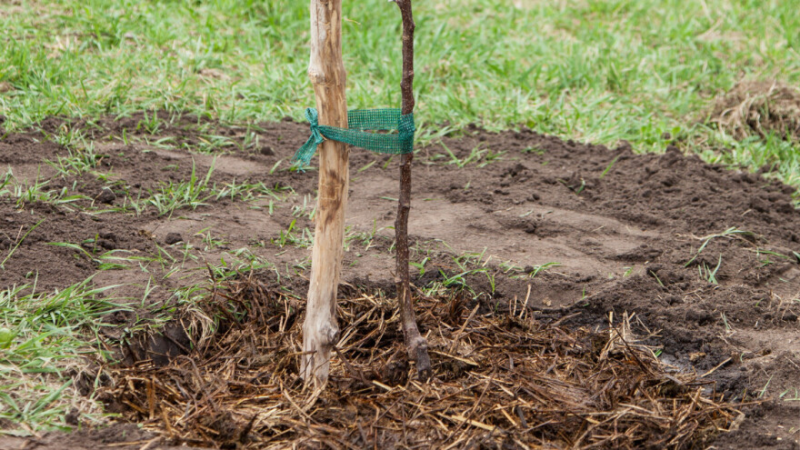 Koje su prednosti, a koji nedostaci malčiranja voćnjaka?