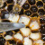 Pripreme za letnji tretman varoe pčela - kako sprečiti širenje bolesti?