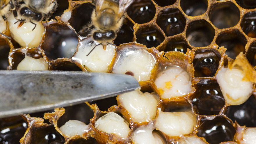 Pripreme za letnji tretman varoe pčela - kako sprečiti širenje bolesti?