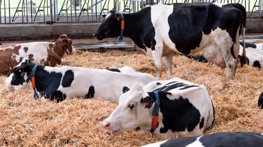 Isplatilo se smanjenje upotrebe antibiotika u stočarstvu?