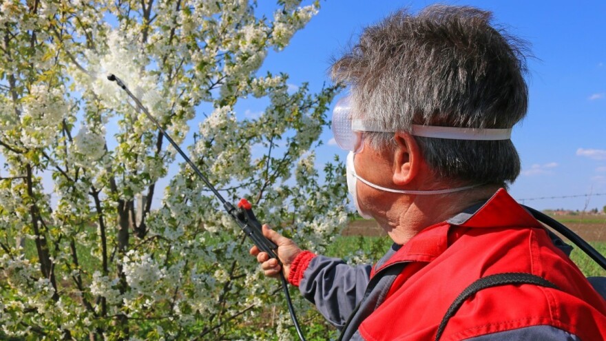 Kako zaštititi višnju u fazi cvjetanja?
