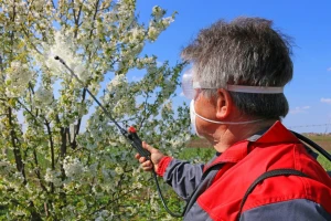 Kako zaštititi višnju u fazi cvetanja?