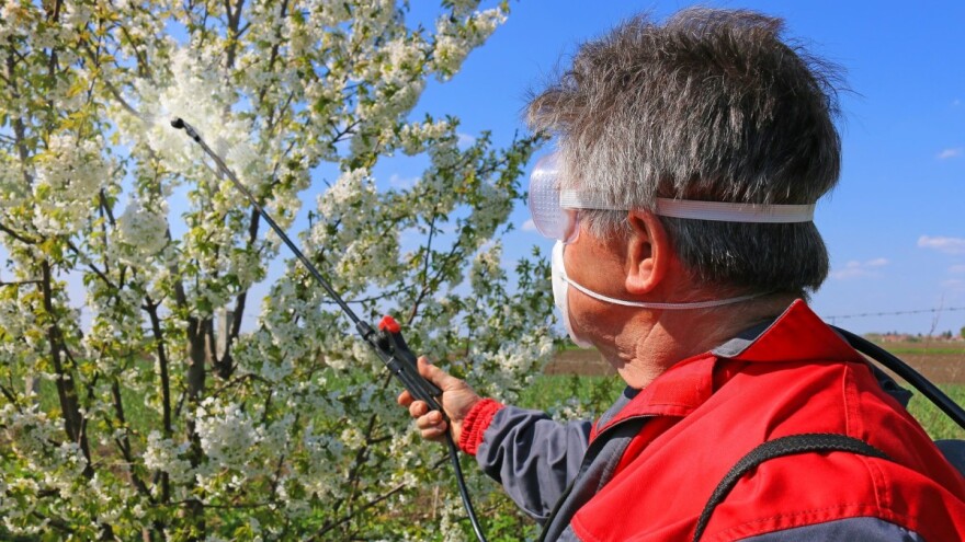 Kako zaštititi višnju u fazi cvetanja?