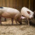 Novi alternativni trendovi u ishrani svinja