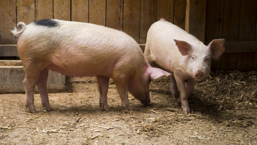 Afrička svinjska kuga se širi - vanredno u Stanarima, isplata odštete ove sedmice