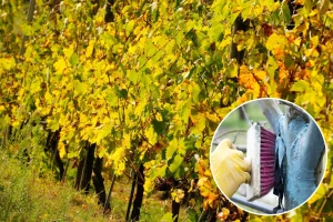 Kako pravilno pripremiti i primeniti bordovsku čorbu?