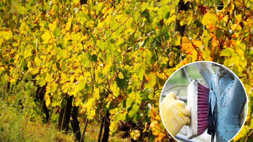 Kako pravilno pripremiti i primeniti bordovsku čorbu?