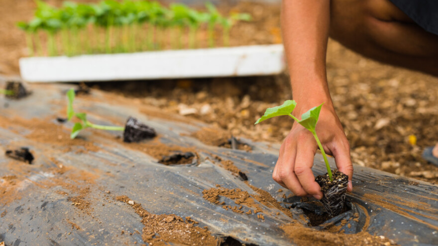 Biljke pamte sušu - istraživanje otkrilo kako ih presađivati da budu otpornije