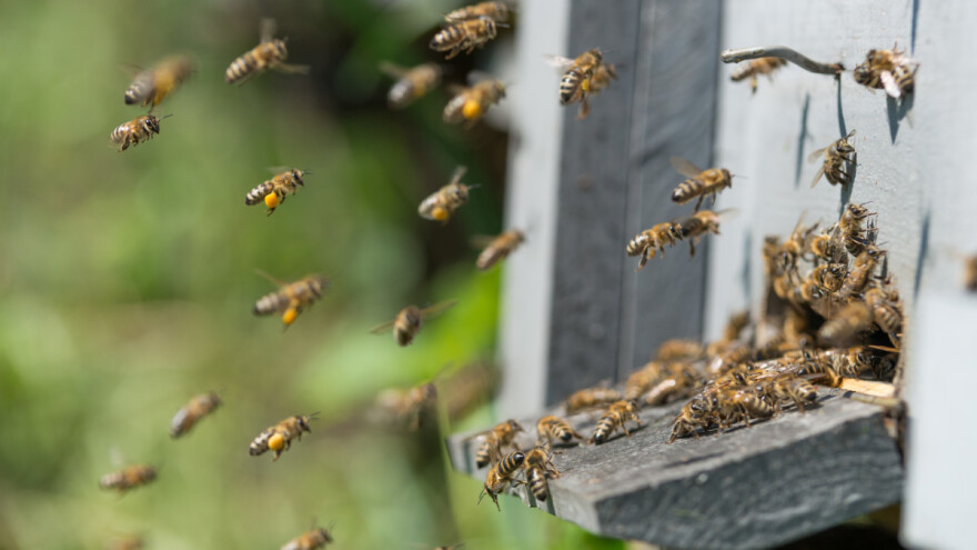 Pčele izlaze iz košnica, ali šta kada ponovo zahladni?