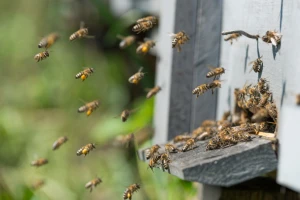 Pčele izlaze iz košnica, ali šta kada ponovo zahladni?