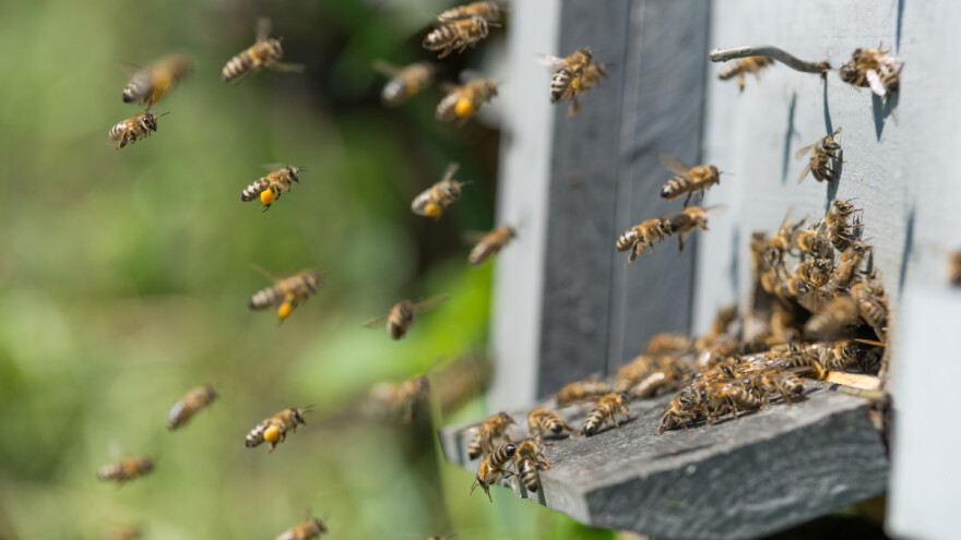 Pčele izlaze iz košnica, ali šta kada ponovo zahladni?