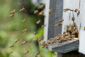 Loša kontrola provedenih edukacija rukovanja pesticidima zabrinjava pčelare